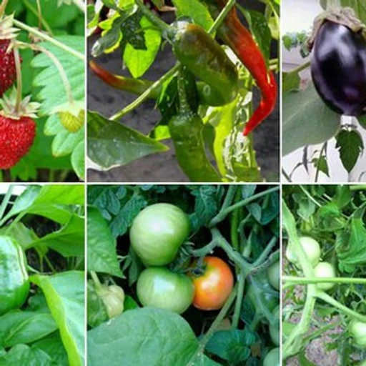 کشاورزی - گیاهپزشکی bot logo