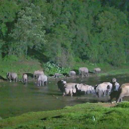 Anakulam-Elephant-Oru-Mankulam_Forest-Divison bot logo