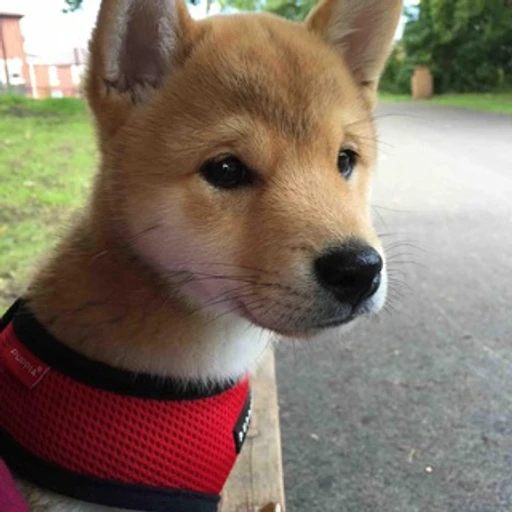 Dog Pics Bot bot logo