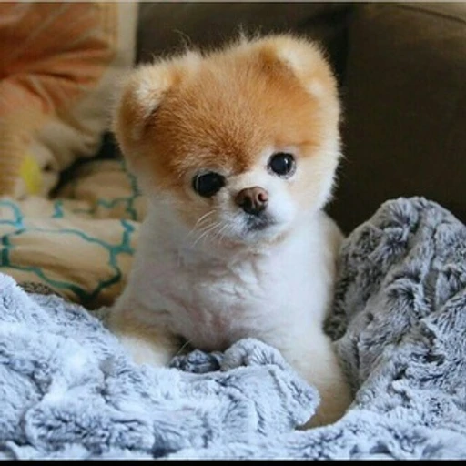 Iranpetshop2 bot logo