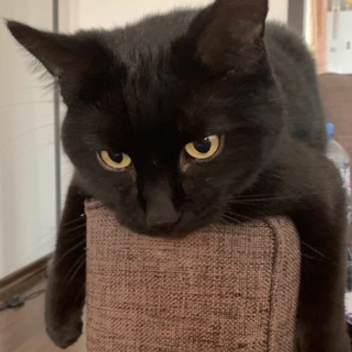 CatCat котики по запросу bot logo