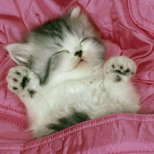 🐱cat & cat🐱 bot logo